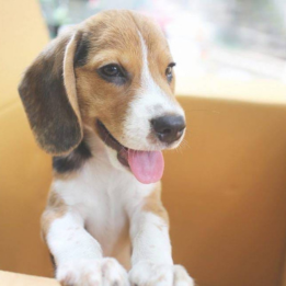 pet1
